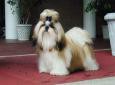 /album/galeria-de-fotos-sobre-nos/photo-8118shih-tzu-jpg1/