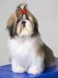 /album/galeria-de-fotos-sobre-nos/photo-6041shih-tzu6-jpg1/