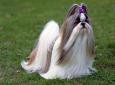 /album/galeria-de-fotos-sobre-nos/photo-4568shih-tzu3-jpg1/